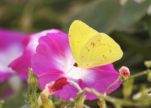 Yellow Butterfly On Pink Flower