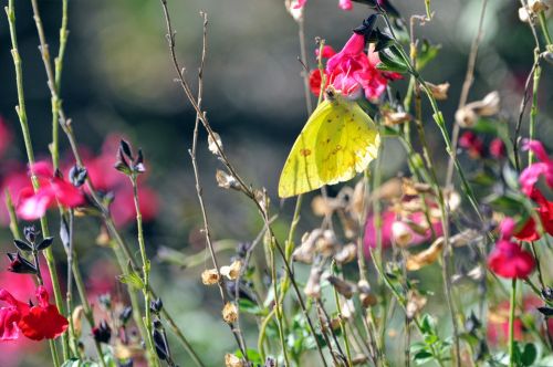 Yellow Butterfly On Pink Flowers