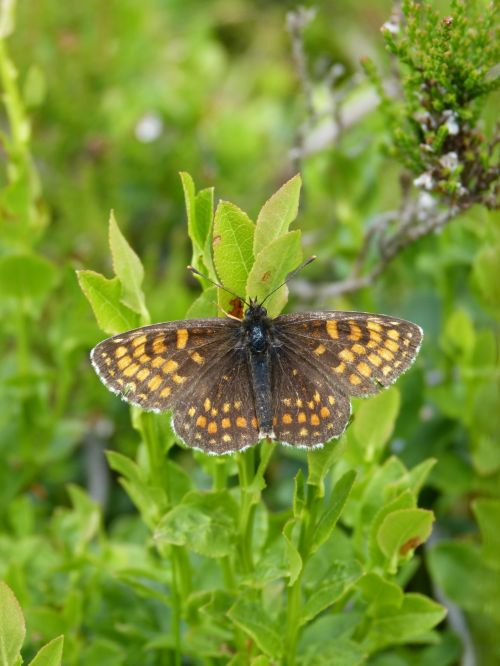 Yellow Butterfly