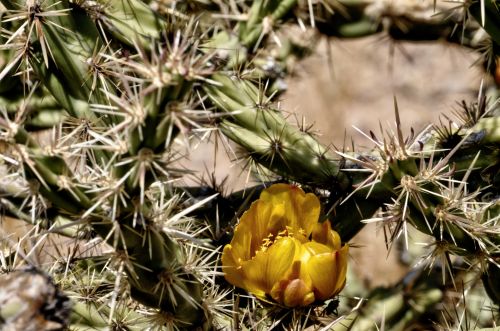 Yellow Cacti Blooms