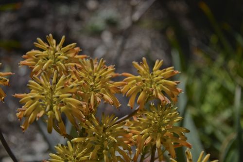 Yellow Cactus Flower