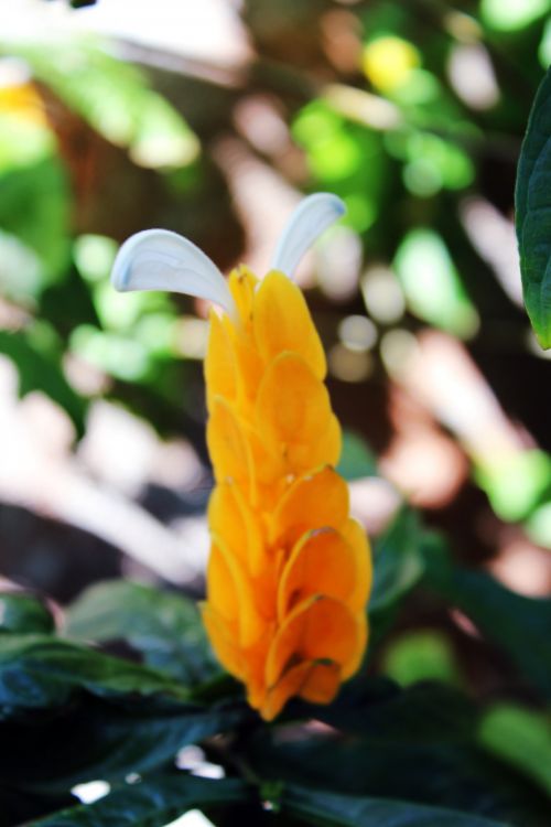 Yellow Candle Flower