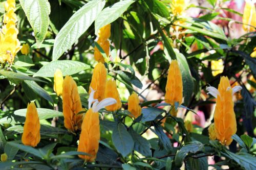 Yellow Candle Flowers