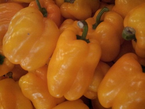 Yellow Capsicum