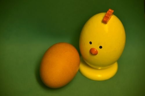 Yellow Chick Brown Egg