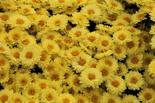yellow chrisanthemum  plant  flowers