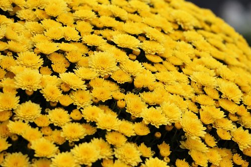 yellow chrysanthemum  plant  flower