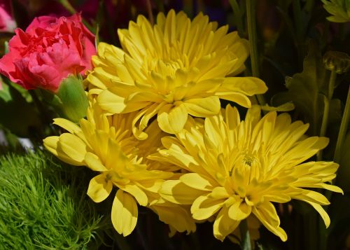 yellow chrysanthemums carnation blossom