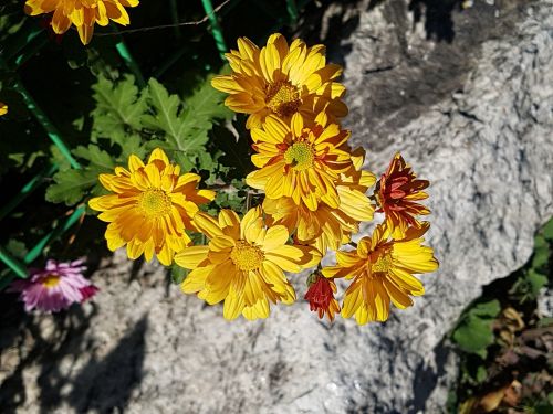 yellow chrysanthemums fall flowers nature