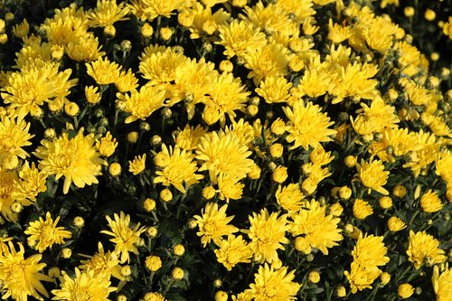 yellow chrysanthemums  chrysanthemum  bloom