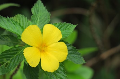 yellow clock flower  nature  plant