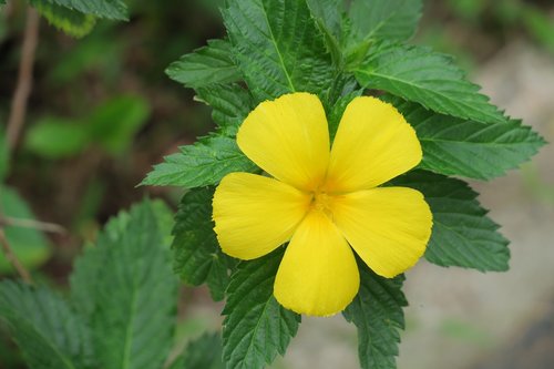 yellow clock flower  nature  plant