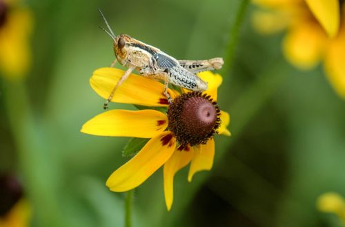 yellow coneflower grasshopper macro