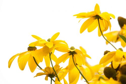 yellow coneflower yellow sun hat