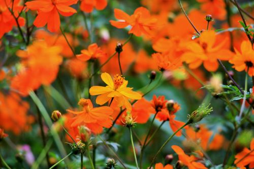 Yellow Cosmos Among Orange Flowers