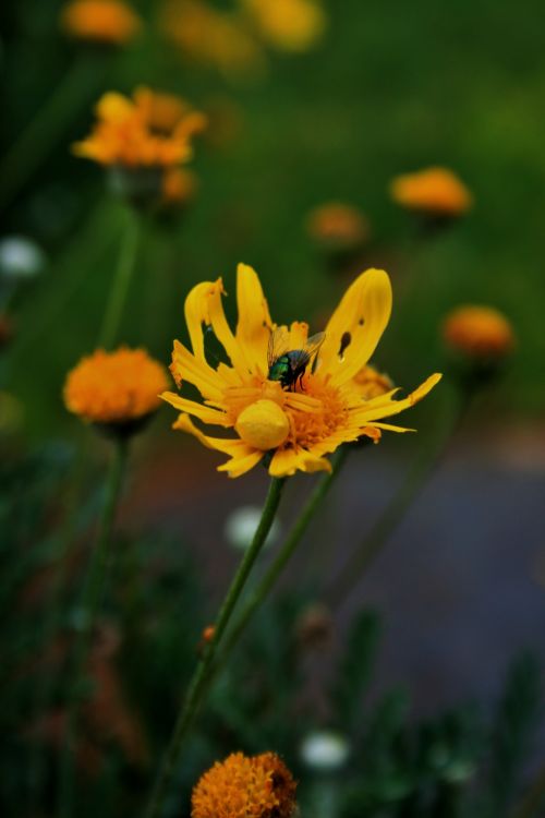 Yellow Crab Spider Enjoying A Fly