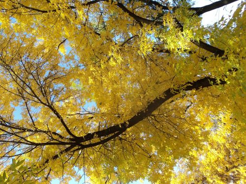 yellow crown ash autumn