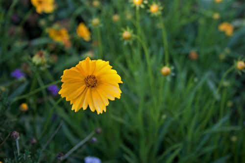 Yellow Cupped Daisy