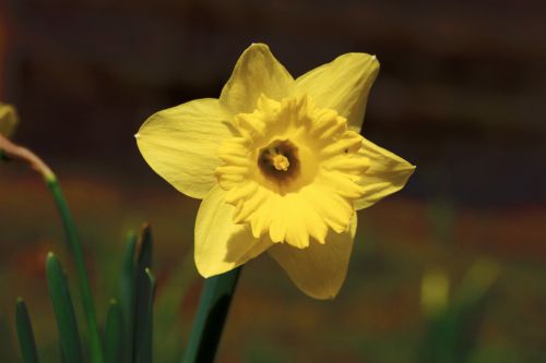 Yellow Daffodil