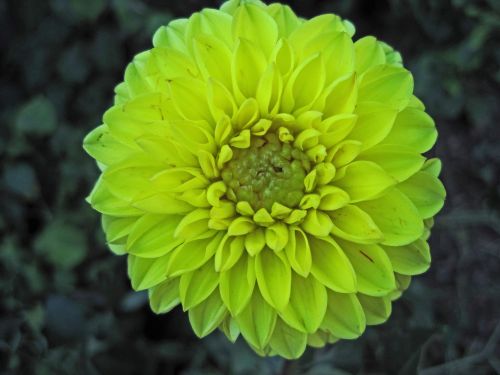 Yellow Dahlia