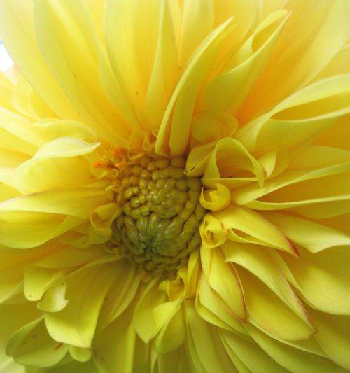 Yellow Dahlia Close Up