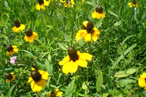 Yellow Daisies