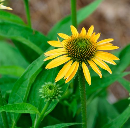 Yellow Daisy