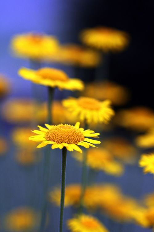 yellow daisy flower summer