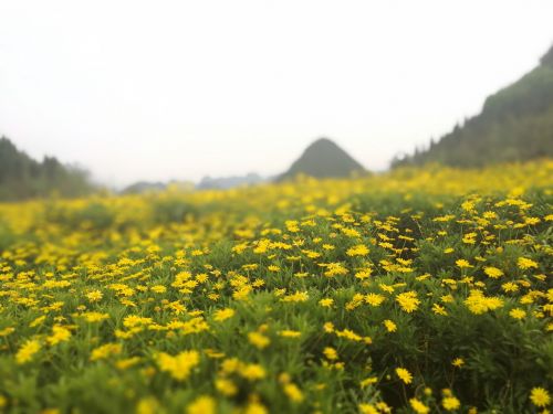 yellow daisy china guizhou sea of flowers