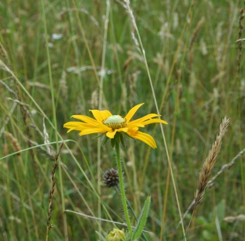 yellow daisy floral plant