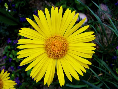 yellow daisy spring flower garden