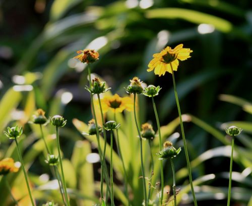 Yellow Daisy And Buds