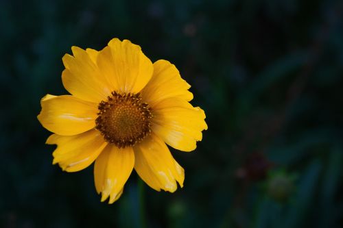 Yellow Daisy Close