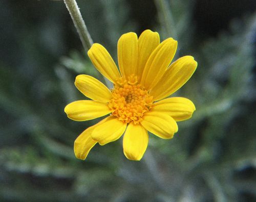 Yellow Daisy Flower