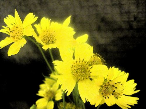 Yellow Daisy Flower Blossoms