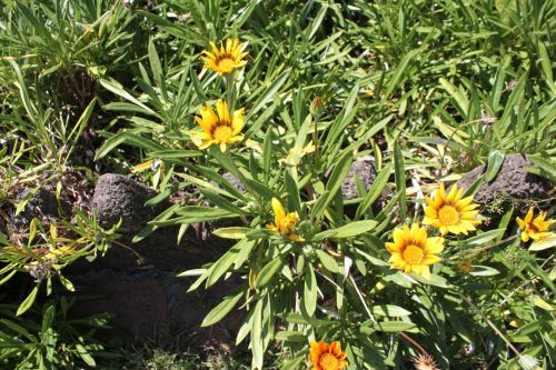 Yellow Daisy Flower In Blossom