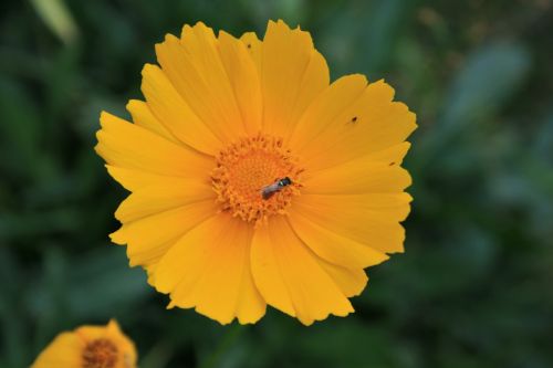 Yellow Daisy With Insects