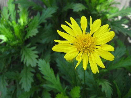 Yellow Daisy