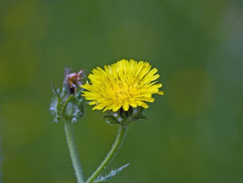 Yellow Dandelion Flower