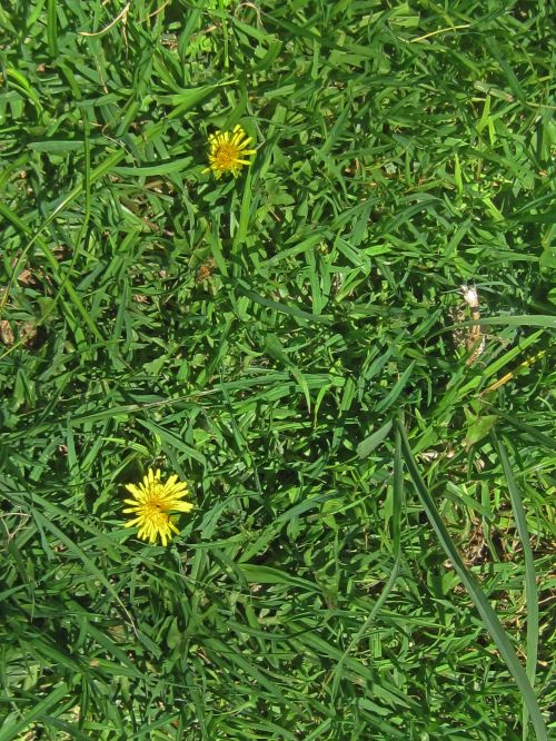 Yellow Dandelion Flowers On Lawn
