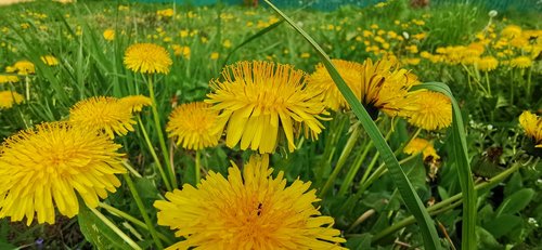 yellow dandelions in the grass  spring blloming dandelion  green grass leafs with flowers