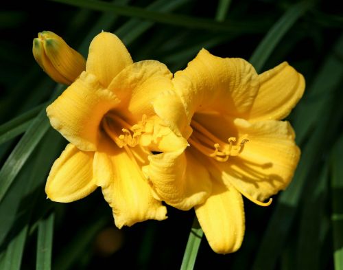 yellow daylilies floral plant