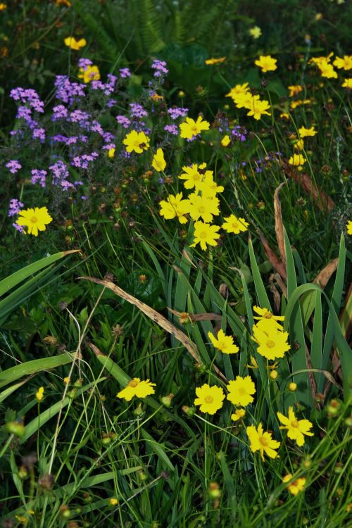 Yellow Daisies In Garden