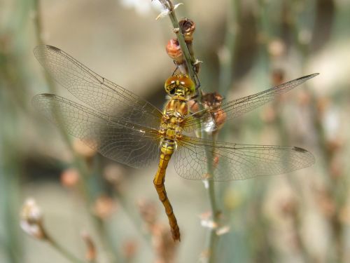 yellow dragonfly sympetrum striolatum stem