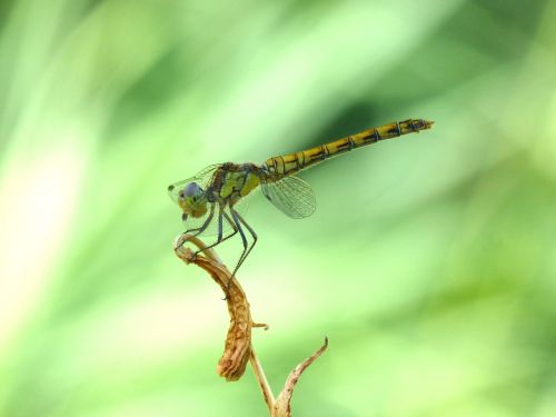 yellow dragonfly branch orthetrum albistylum