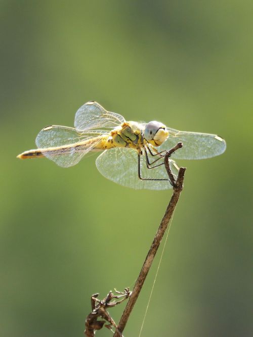 yellow dragonfly dragonfly branch
