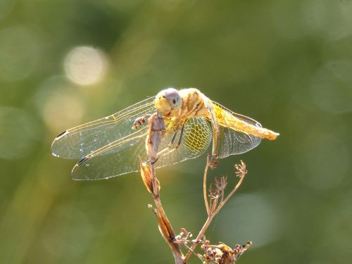 yellow dragonfly dragonfly dried plant