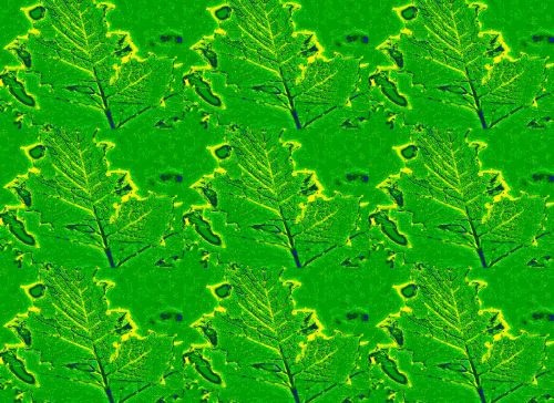 Yellow Edged Leaf Pattern