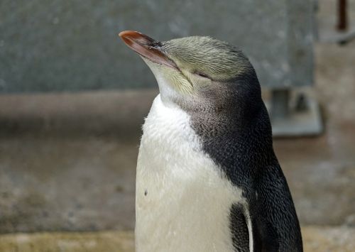 yellow eye penguin new zealand rest