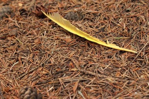Yellow Feather On Pine Needles